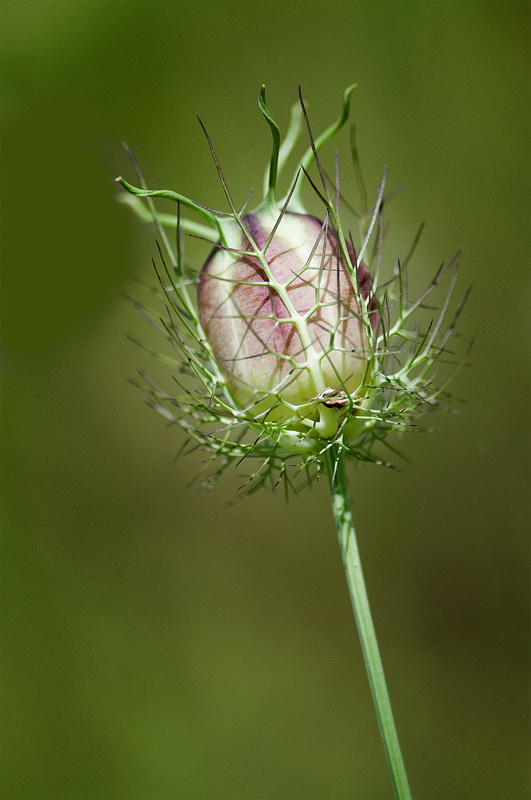 224 pflanze D35_4191 als Smart-Objekt-1 Kopie.jpg